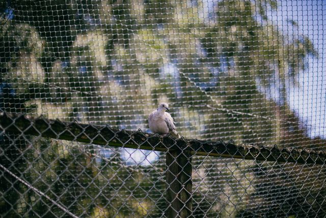 Pigeon Net Installation Service