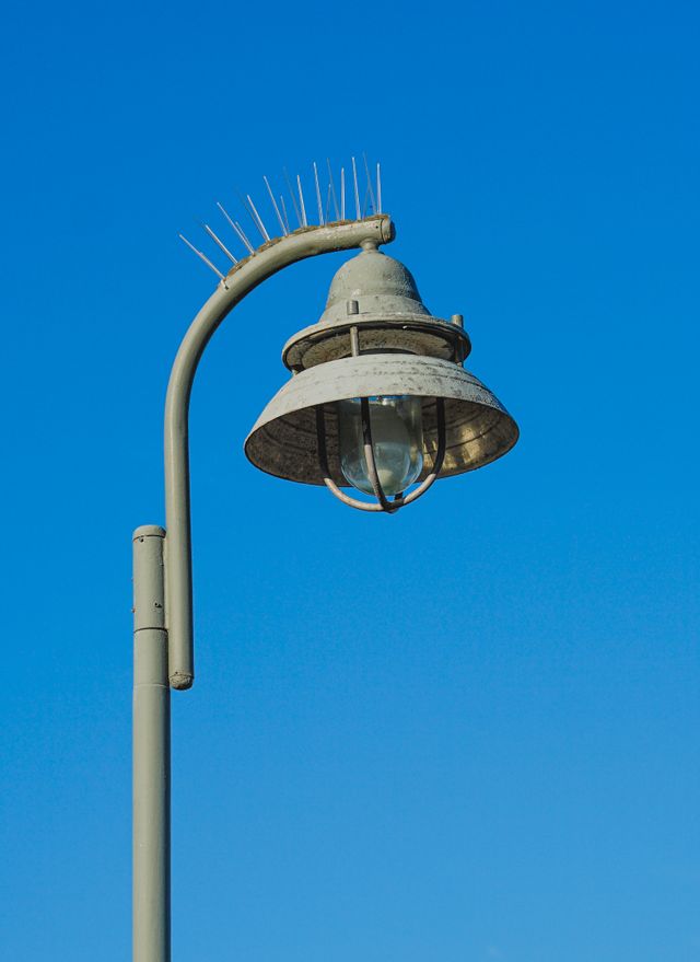 Bird Spikes